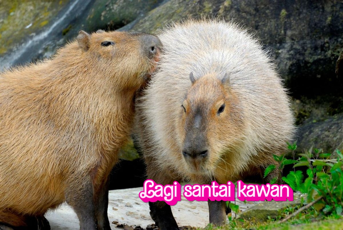 Capybara, Si Raksasa Jinak dari Dunia Rodentia